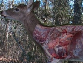 deer-anatomy~2.jpg